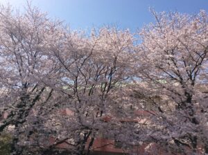 🌸桜満開🌸