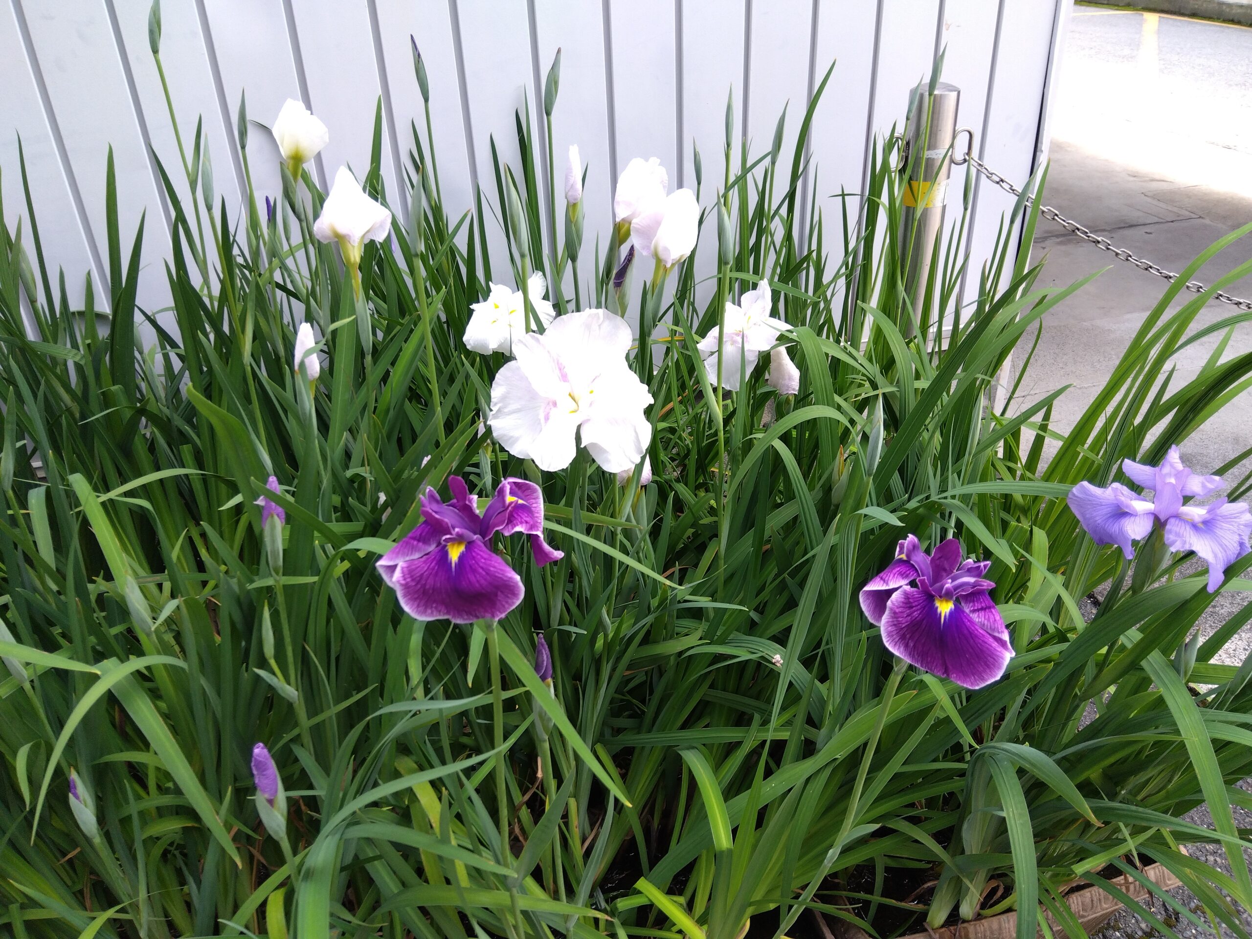 花しょうぶ