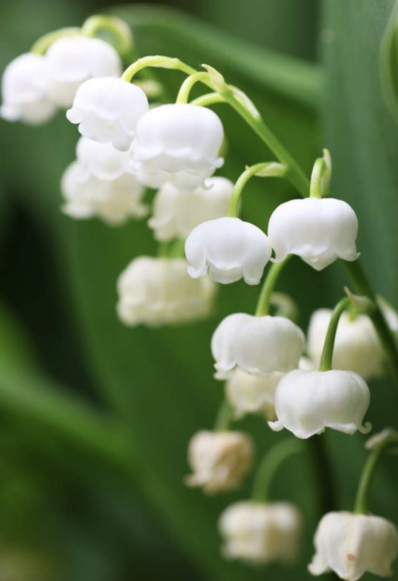花言葉 「すずらん」
