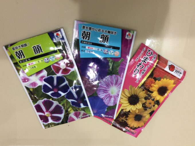 アサガオとひまわりの種を植えました🌱
